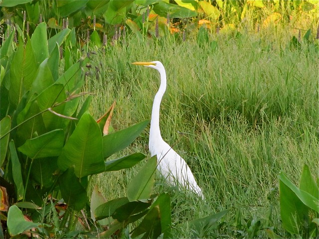 Great Egret in Tampa, FL