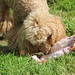 Alfie with a frozen chicken carcass, he likes a challenge!
