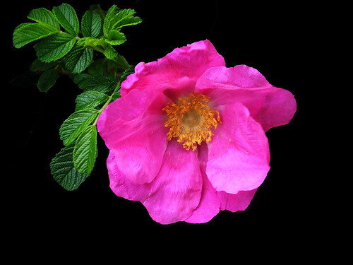 Pink old english rose reworked by gofaz23