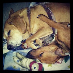 Two peas in a pod...Sophie and #foster brother Boo #adoptdontshop #rescue #dogs