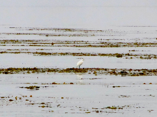 egret standing on the kelp bed