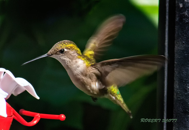 Female Ruby-throated Hummingbird at the feeder.
