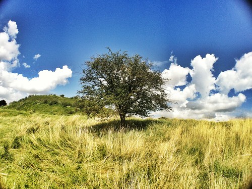 無料写真素材|自然風景|樹木|草原・草|風景イギリス