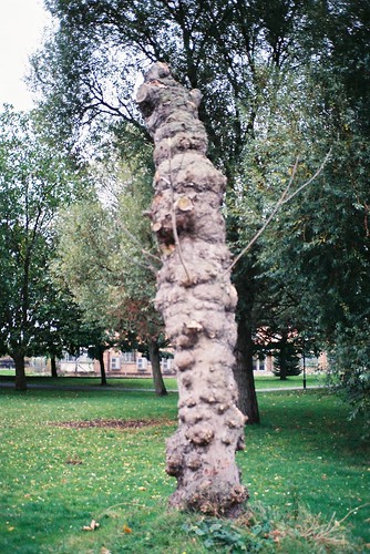 bulbous, cancerous tree