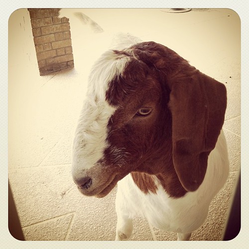 Gus the Goat by jls_2359