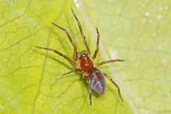 Dictynidae (Meshweb Spiders)