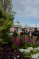English Garden in Trafalgar Square - 21 April 2012
