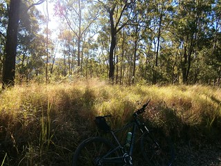 Open Eucalyptus Forest