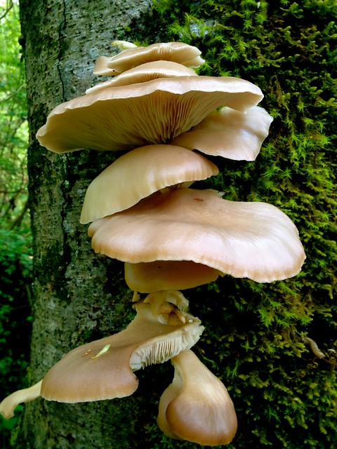 Fungi Loganberry