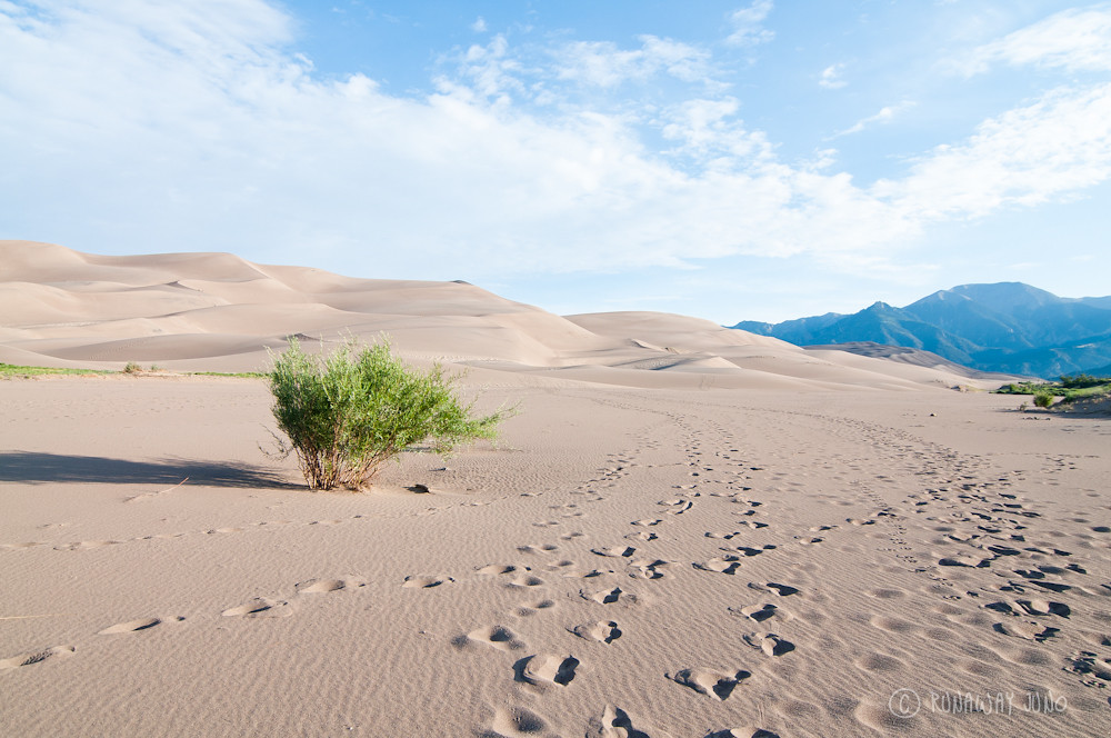 The Great Sand dunes and the tree