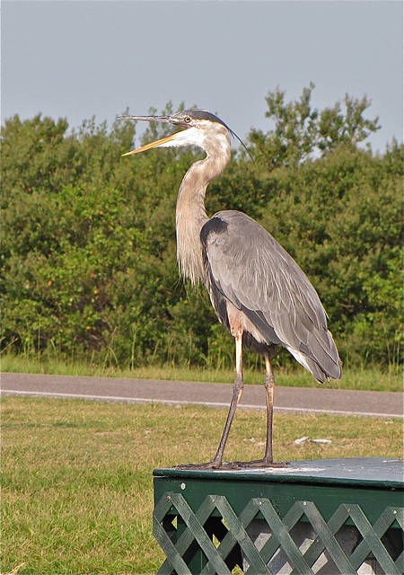Great Blue Heron at Fort DeSoto in Pinellas County, FL 02