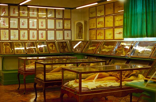 La Specola - Museum of Zoology and Natural History - Largest and most famous wax anatomical collection anywhere in the world - Florence 1/4
