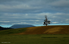 The Lone Tree Project