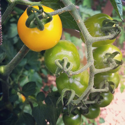 heirloom tomatoes #organicgarden #urbangarden #lughnasadh #maine