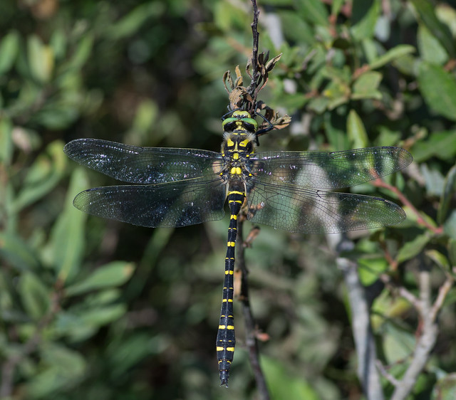 Golden-ringed Dragonfly Cordulegaster boltonii 4