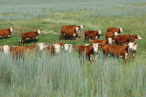 On J.A. Ranch pastures, cattle are rotated to maintain a stubble height of six inches or greater in a three- to four-pasture rotation system.