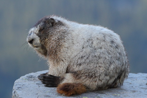 Hoary Marmot at 6am - still sleepy