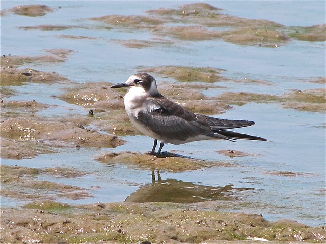 Black Tern at Evergreen Lake 37