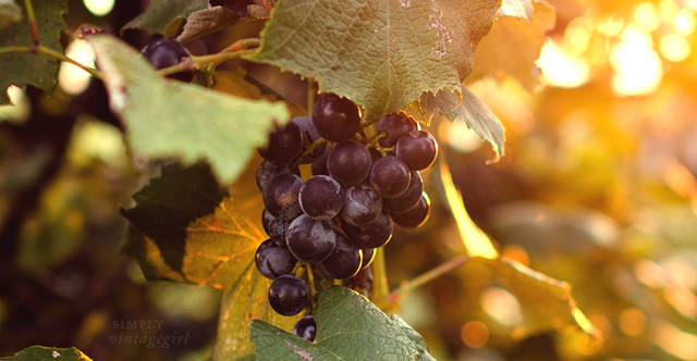 Concord Grape Cluster