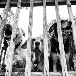 3 of my 4 jail birds! #dogs #deck #happydog #rescue #adoptdontshop #summer #dogstagram #dogsofinstagram #instadog #petstagram #cute