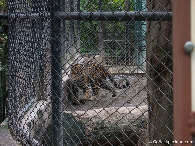 Pacing jaguar