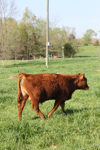 Weaned Calf at Green Pastures Farm
