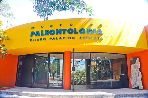 Museo de Paleontología (25)