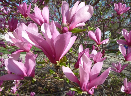 Wheaton, IL, Pink Magnolia Blooms II (in Explore 3/30/12 #500) by lalobamfw