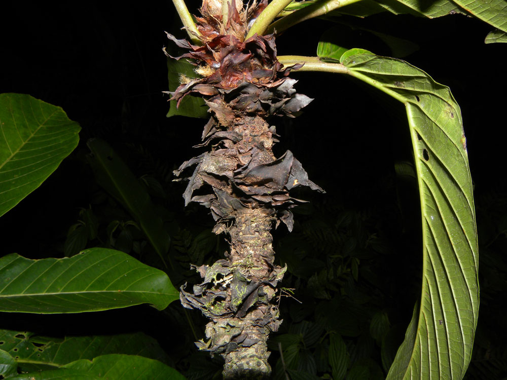 Ficus romeroi image