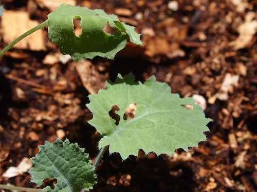 Kale with bug bits closeup