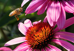 Bees, Wasps Hornets and Yellow Jackets