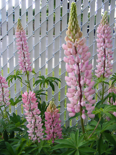 ** Les lupins **