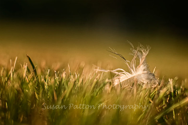 wfeather_in_grass
