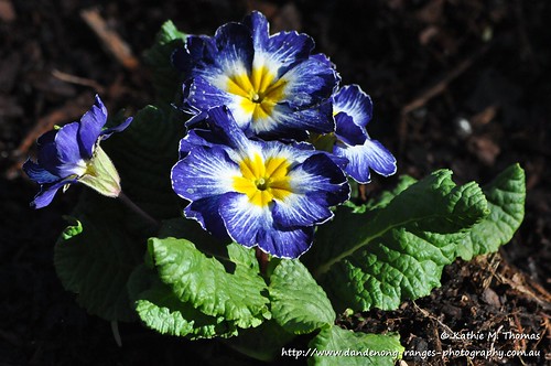 188-366 Blue flower