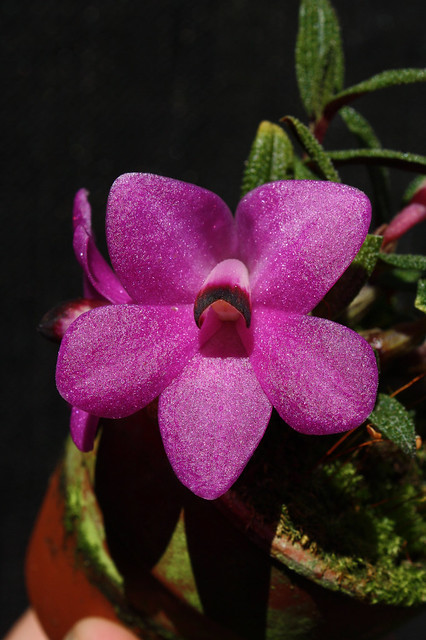 Dendrobium cuthbertsonii 'Ameixa Mindelense'