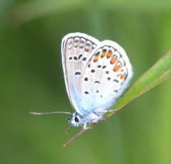 European butterflies and moths