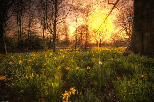 First Day of Spring (HDR) by eFRAME.co.uk