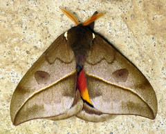 Saturniid Moths of Ecuador