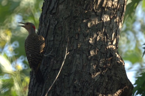 Female Flicker guarding the nest