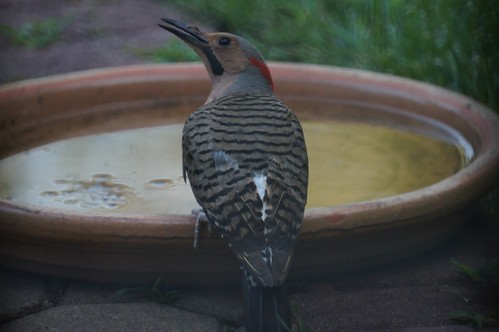 Flicker at the birdbath
