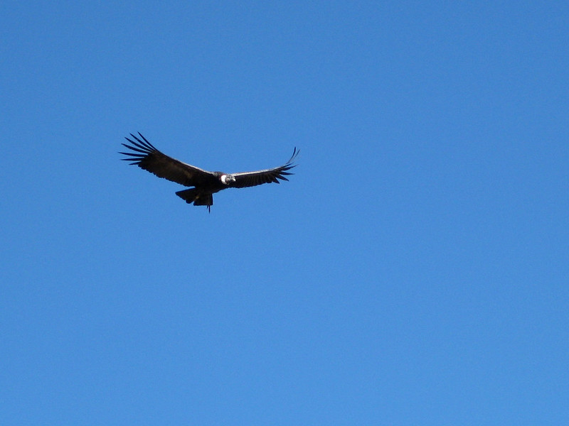 Andean Condor at Cruz del Condor - Peru