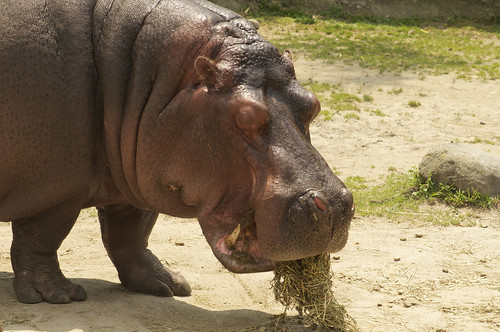 Happy Hippo Monday by ucumari