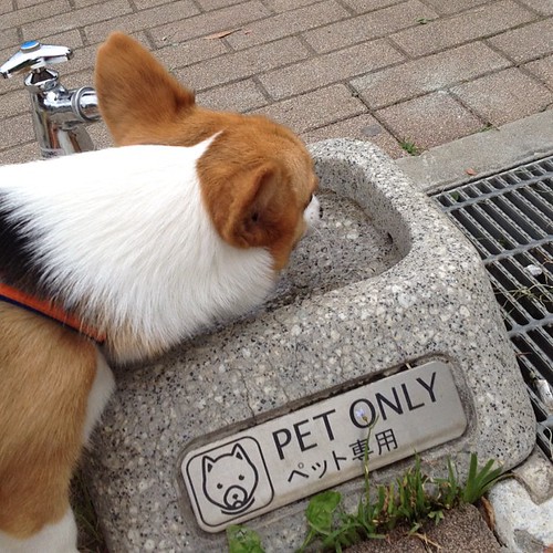 おはようございます。写真は公園のペット専用水飲み場。この時期大活躍 #コーギー #corgi #dog by minipou