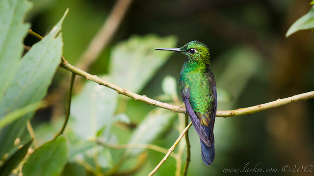 Green-Crowned Brilliant (male), Monteverde Cloudforest Reserve, Costa Rica, 2012