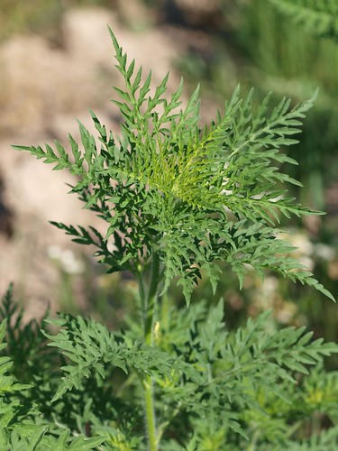 Ambrosia artemisiifolia (Ragweed)