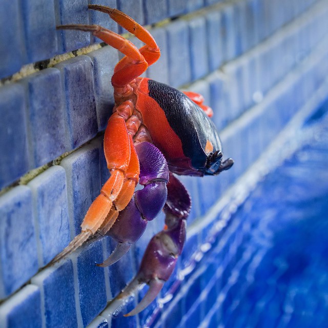 Halloween Crab (By dingatx)