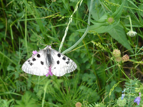 papillon blanc taches noires - (série de 3) by Claudie K - on/off quelque temps