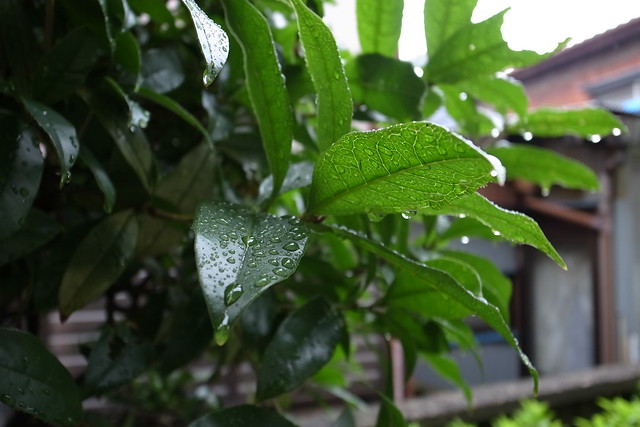 leaf with waterdrop