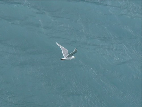 Lone Glaucous-winged Gull - Glacier Bay