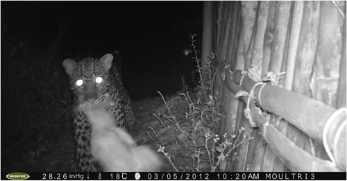 Leopard  with the evidence between his jaws